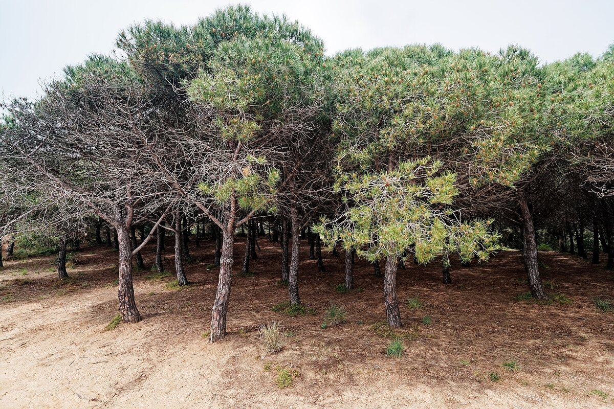 Mediterraneo Occidentale
